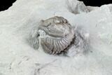 Wide Enrolled Flexicalymene Trilobite - Mt Orab, Ohio #85629-2